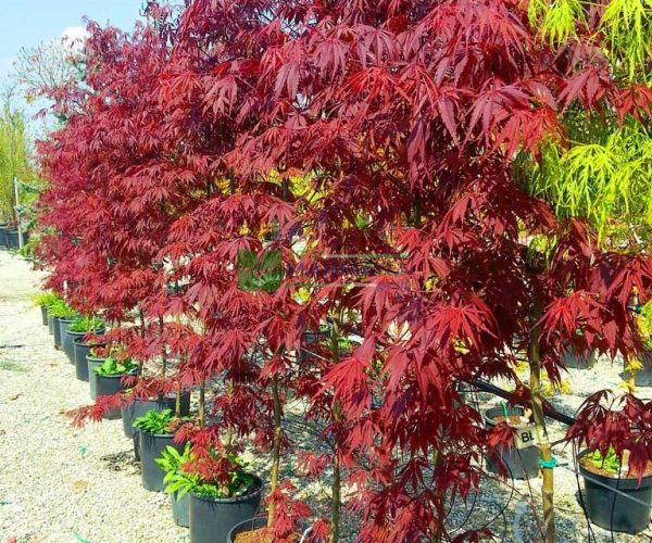 Acer palmatum burgundy lace (ACERACEA)