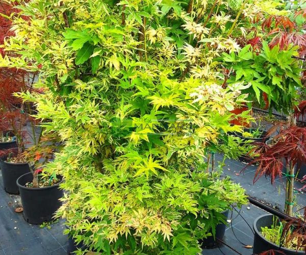 Acer palmatum butterfly (ACERACEA)