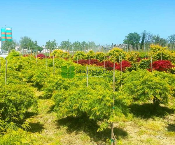 Acer palmatum dissectum green flavescens (ACERACEA)