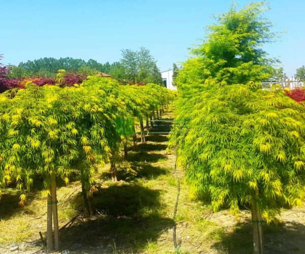 Acer palmatum dissectum green palmatifidium (ACERACEA)