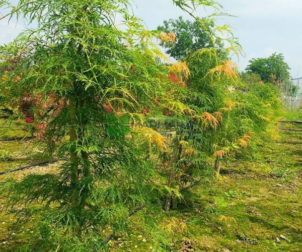 Acer palmatum dissectum green viridis (ACERACEA)