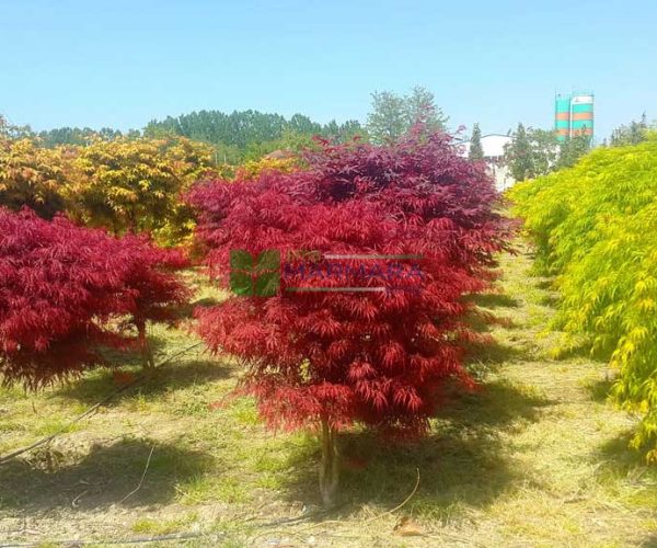 Acer palmatum dissectum red crimson princess (ACERACEA)