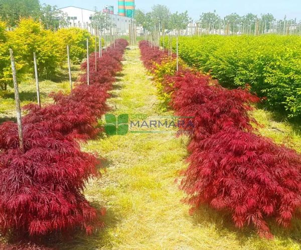 Acer palmatum dissectum red crimson queen (ACERACEA)