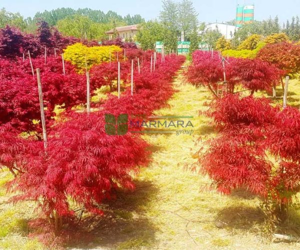 Acer palmatum dissectum red garnet (ACERACEA)