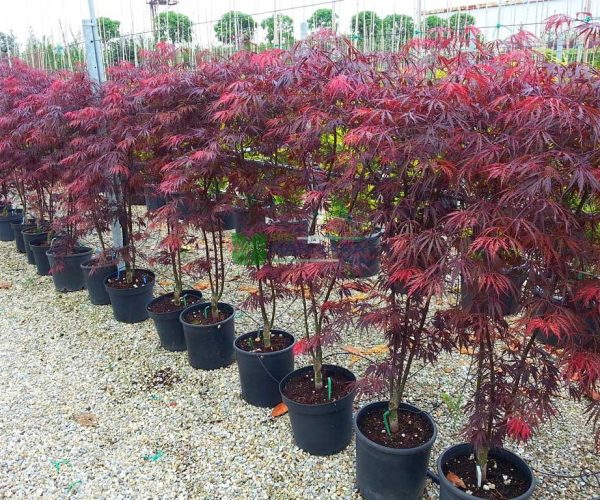 Acer palmatum dissectum red tamukeyama (ACERACEA)