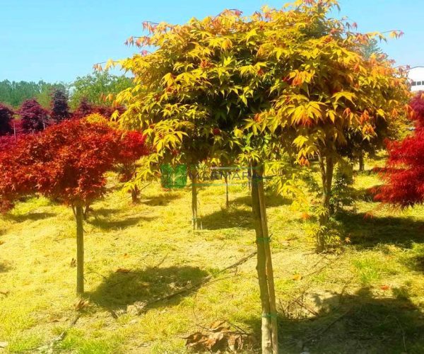 Acer palmatum green osakazuki alto fusto (ACERACEA)
