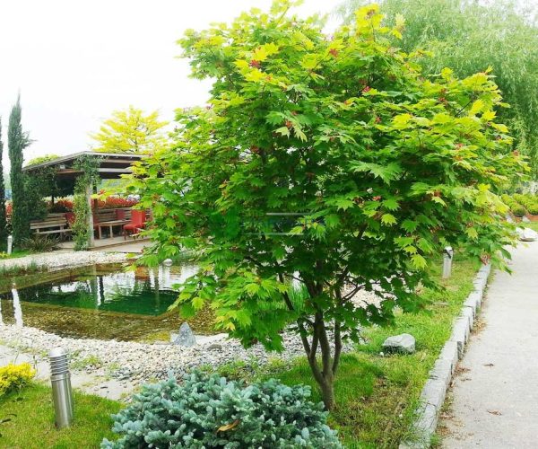 Acer palmatum japonicum vitifolium (ACERACEA)