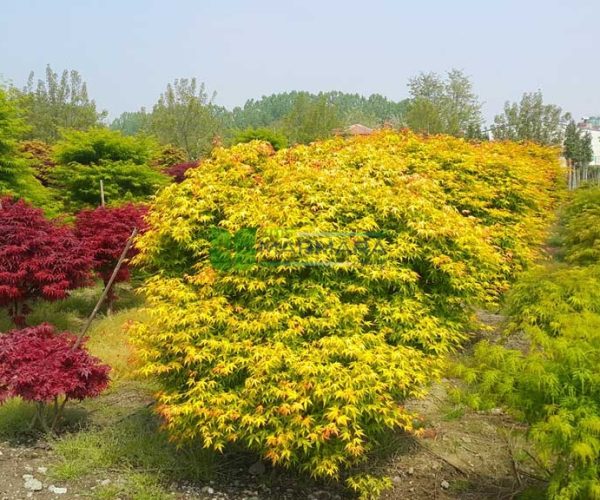 Acer palmatum katsura (ACERACEA)