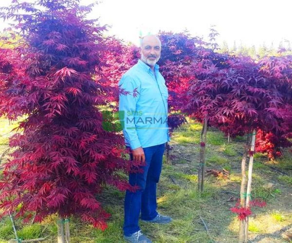 Acer palmatum red blood good (ACERACEA)