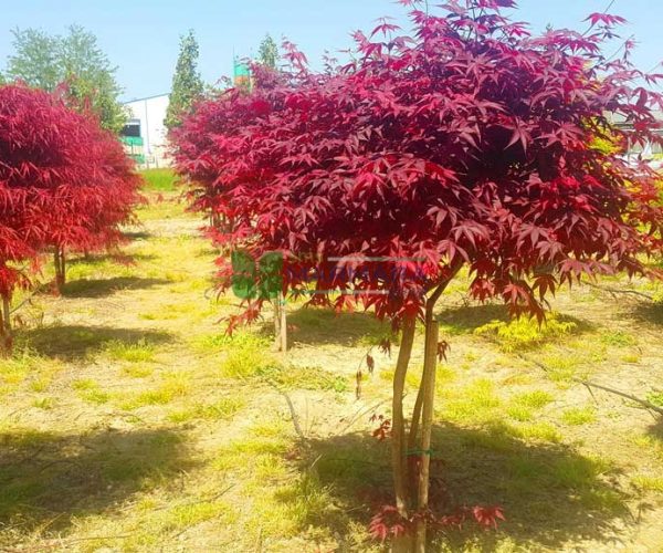 Acer palmatum red emperor (ACERACEA)