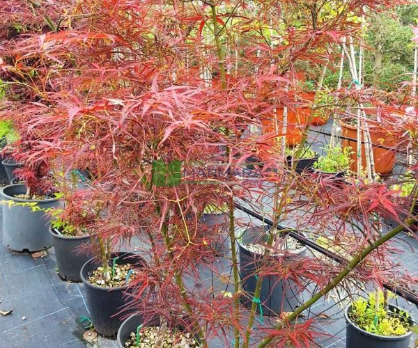 Acer palmatum red pygmy multi stem (ACERACEA)