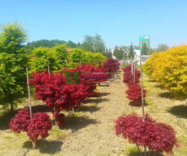 Acer palmatum red skeeter’s broom (ACERACEA)