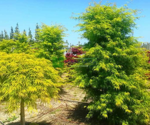 Acer palmatum seiryu (ACERACEA)