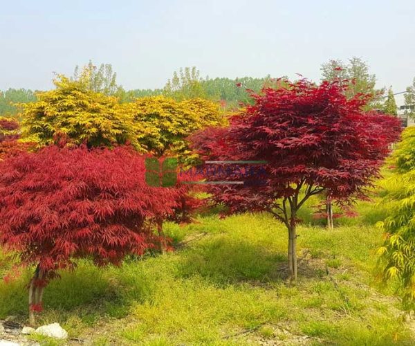 Acer palmatum shaina (ACERACEA)
