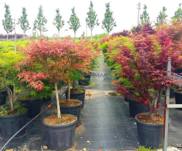 Acer palmatum shirazz half tige (ACERACEA)