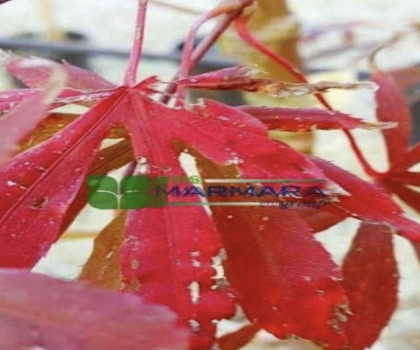 Acer palmatum suminagashi (ACERACEA)
