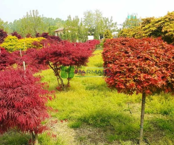 Acer palmatum variegated chishio (ACERACEA)