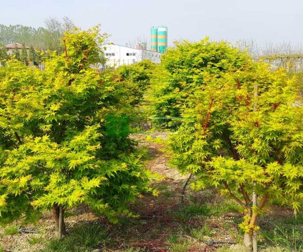 Acer palmatum winter flame pvr nz. (ACERACEA)