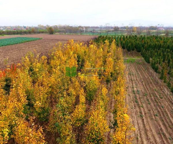 Acer platanoides (ACERACEA)