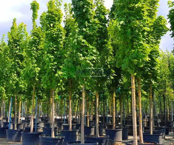 Acer platanoides columnare (ACERACEA)