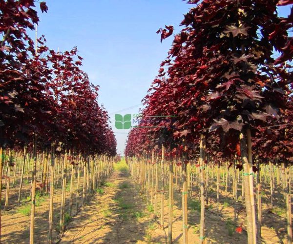 Acer platanoides crimson king (ACERACEA)