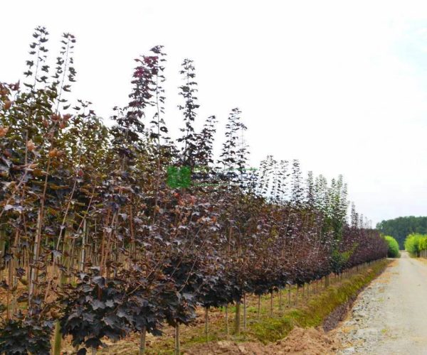 Acer platanoides crimson king half tige (ACERACEA)