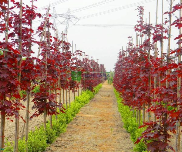 Acer platanoides crimson king pyramid (ACERACEA)