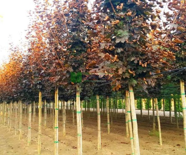 Acer platanoides crimson sentry (ACERACEA)