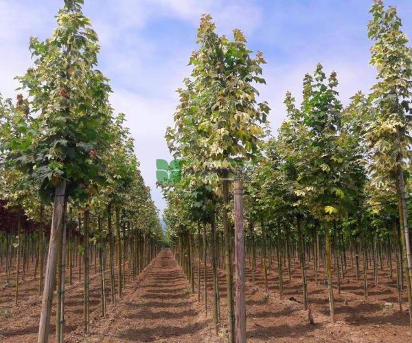 Acer platanoides drummondii (ACERACEA)