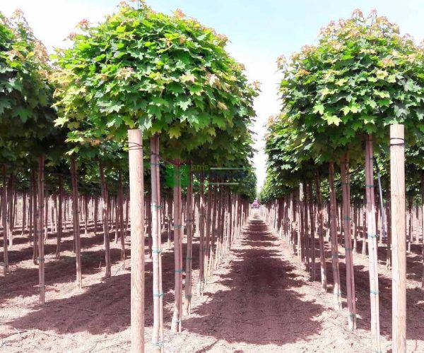 Acer platanoides globosum (ACERACEA)