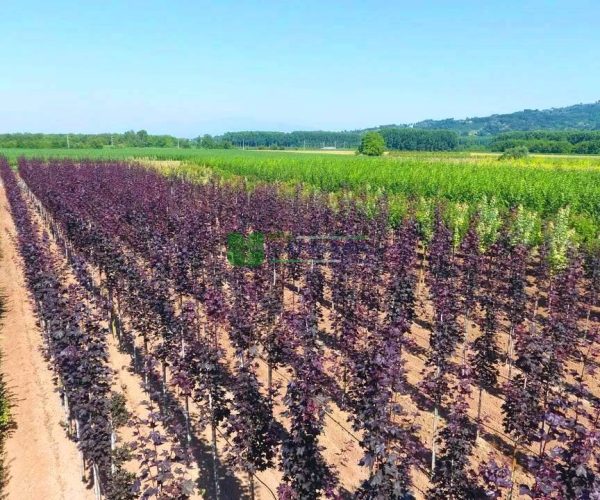 Acer platanoides royal red (ACERACEA)