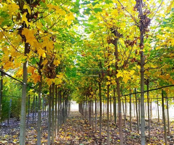 Acer pseudoplatanus (ACERACEA)