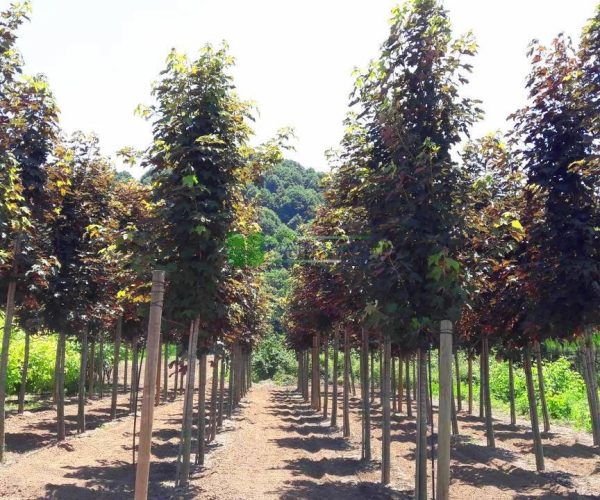 Acer pseudoplatanus atropurpureum (ACERACEAE)