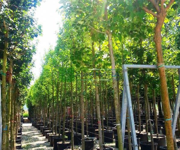 Acer rubrum (ACERACEA)