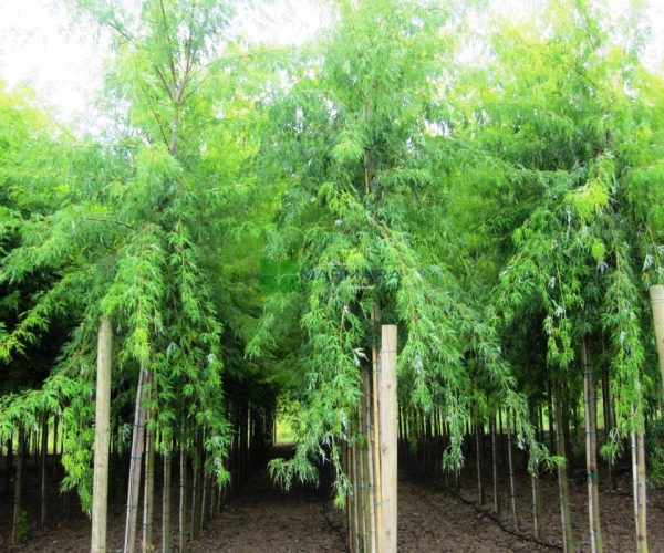 Acer saccharinum laciniatum wieri (ACERACEA)