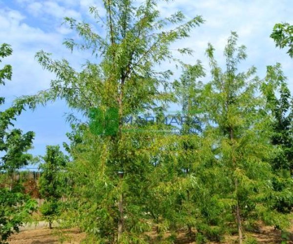 Acer saccharinum laciniatum wieri pyramid (ACERACEA)