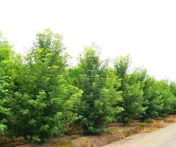 Acer saccharinum multi stem-pyramid (ACERACEA)