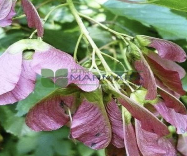 Acer tataricum (ACERACEAE)