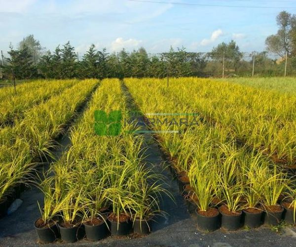 Acorus gramineus ogon (ACORACEAE)