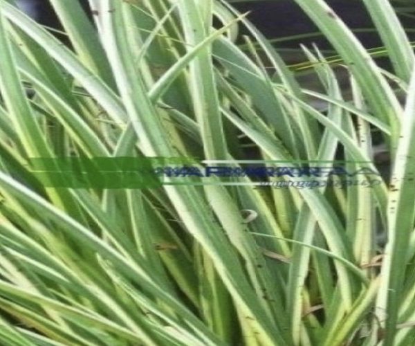 Acorus gramineus veriegatus (ACORACEAE)