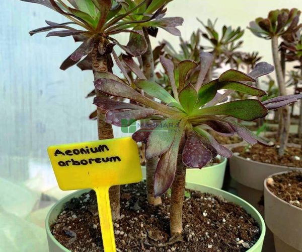 Aeonium arboreum (CRASSULACEAE)