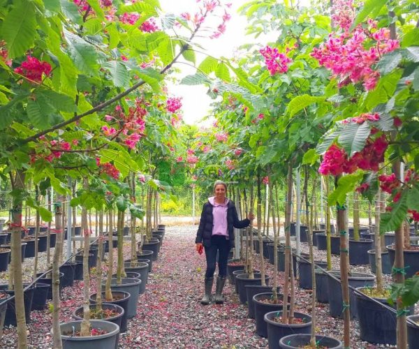 Aesculus carnea briotii (SAPINDACEAE)