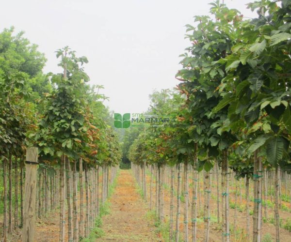 Aesculus hippocastanum (SAPINDACEAE)