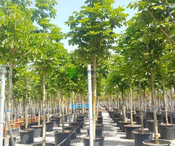 Aesculus hippocastanum baumannii (SAPINDACEAE)