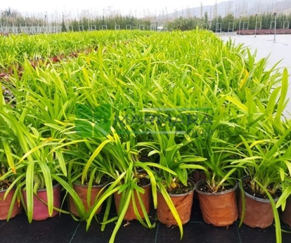 Agapanthus africanus albus (LILIACEAE)