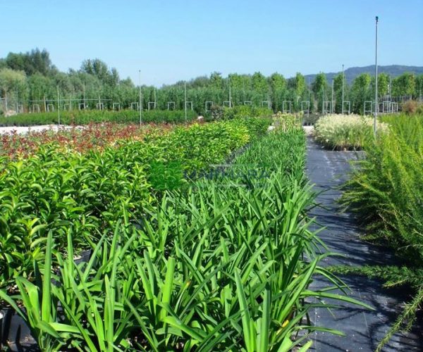 Agapanthus africanus blue (LILIACEAE)