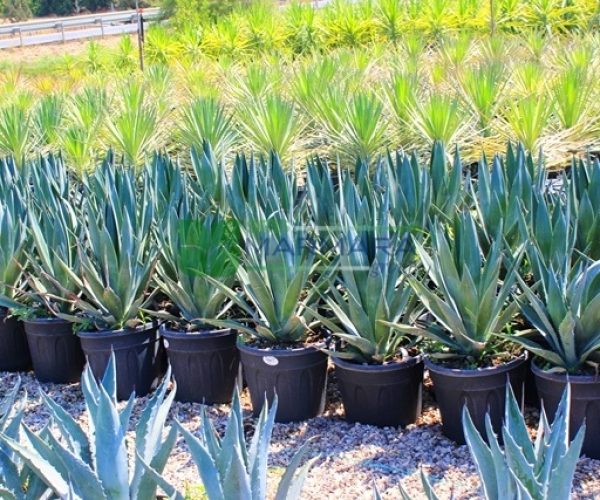 Agave americana (ASPARAGACEAE)