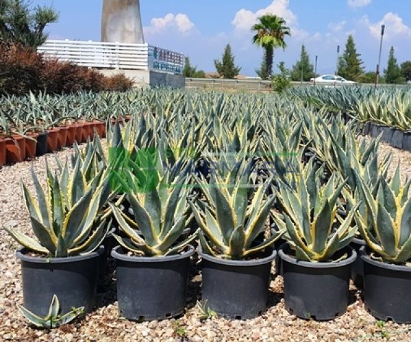 Agave americana variegata marginata (ASPARAGACEAE)