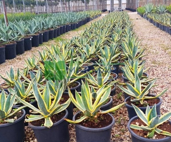 Agave angustifolia marginata (ASPARAGACEAE)