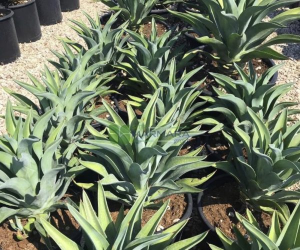 Agave desmettiana (Agave horrida subsp. horrida) (ASPARAGACEAE)